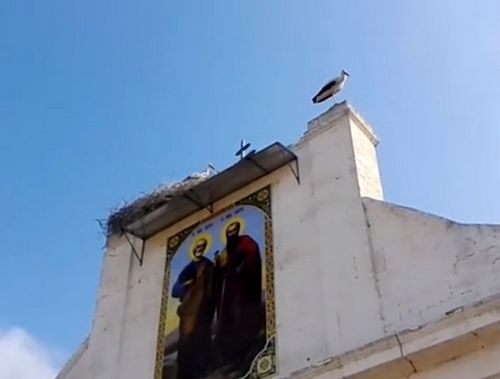 Лелеки на даху церкви Св. Петра і Павла у селі Виноградівка (відео)