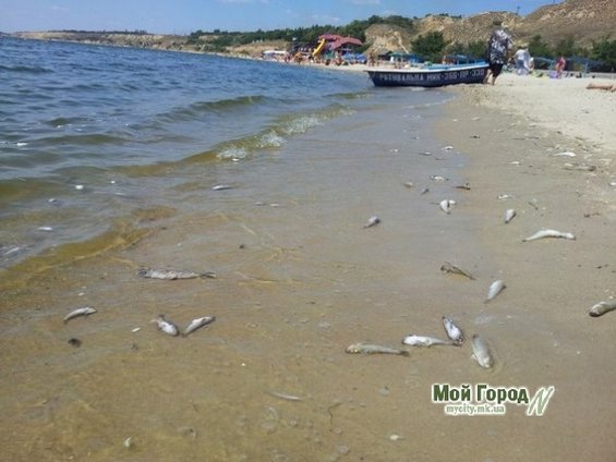 Пляжи николаевского курорта завалило десятками тонн дохлой рыбы