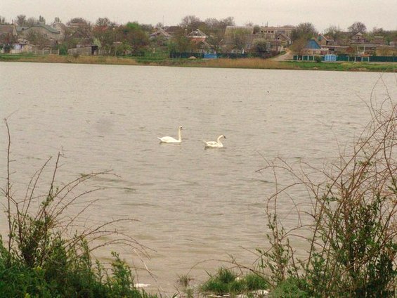 Фотофакт: Лебеді на Центральному ставі