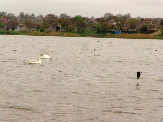 Фотофакт: Лебеді на Центральному ставі»