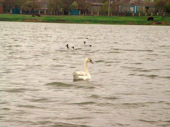 Фотофакт: Лебеді на Центральному ставі