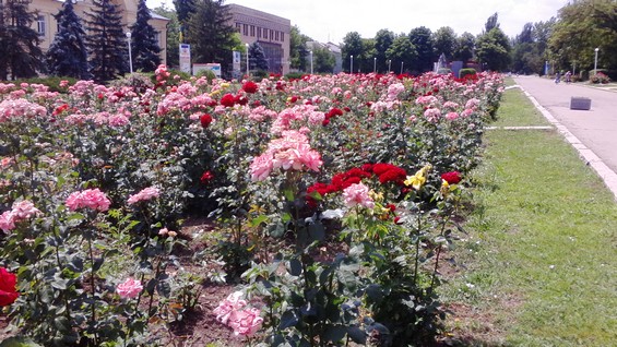 Баштанка TV: На площі в Баштанці розквітли троянди»