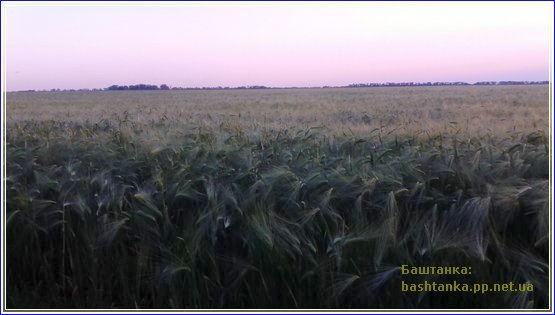 БАШТАНКА TV: На врожай - поля неподалік міста Баштанка