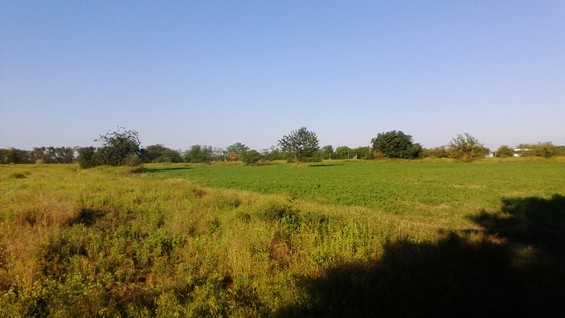БАШТАНКА TV: Дачні ділянки поблизу Баштанки - вирощування бур'янів