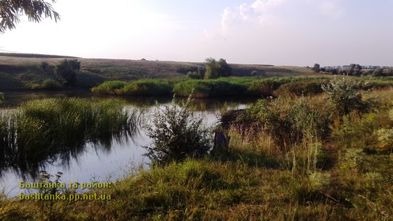 Фото та відео факт: Лебеді на ставку біля села Новогеоргіївка