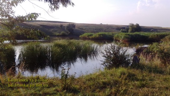 Фото та відео факт: Лебеді на ставку біля села Новогеоргіївка»