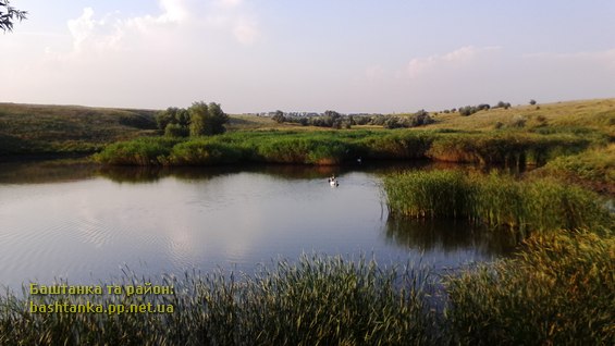 Фото та відео факт: Лебеді на ставку біля села Новогеоргіївка