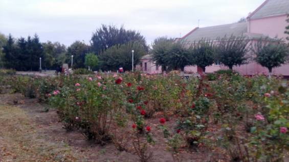 Фотофакт: Осінні троянди на площі в Баштанці