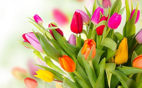 З чудовим святом весни і кохання! З 8 березня!»