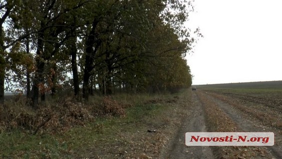 На Николаевщине массово вырубают деревья в лесопосадках