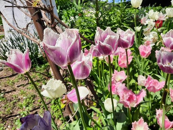 Життя навколо нас: весняне свято квітів у Новосергіївці