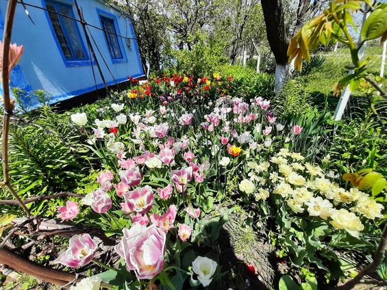 Життя навколо нас: весняне свято квітів у Новосергіївці