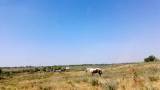 золотий кінь, кінь у полі, Костичівська сільська рада, найкращі фото