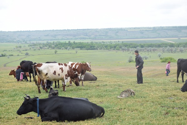 Скоро село залишиться без корів, про це спілкуємося з плющівцями